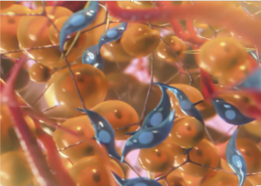 Natural Tissue Replacement